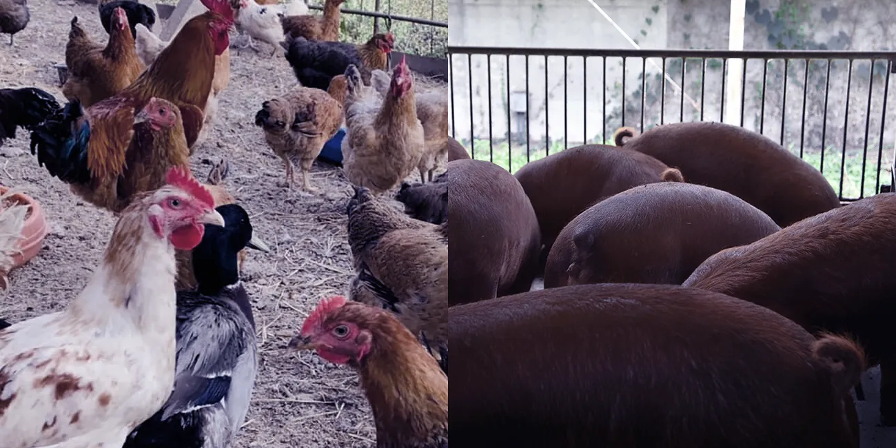 うきはリバーワイルドと八女ちっごファーマー