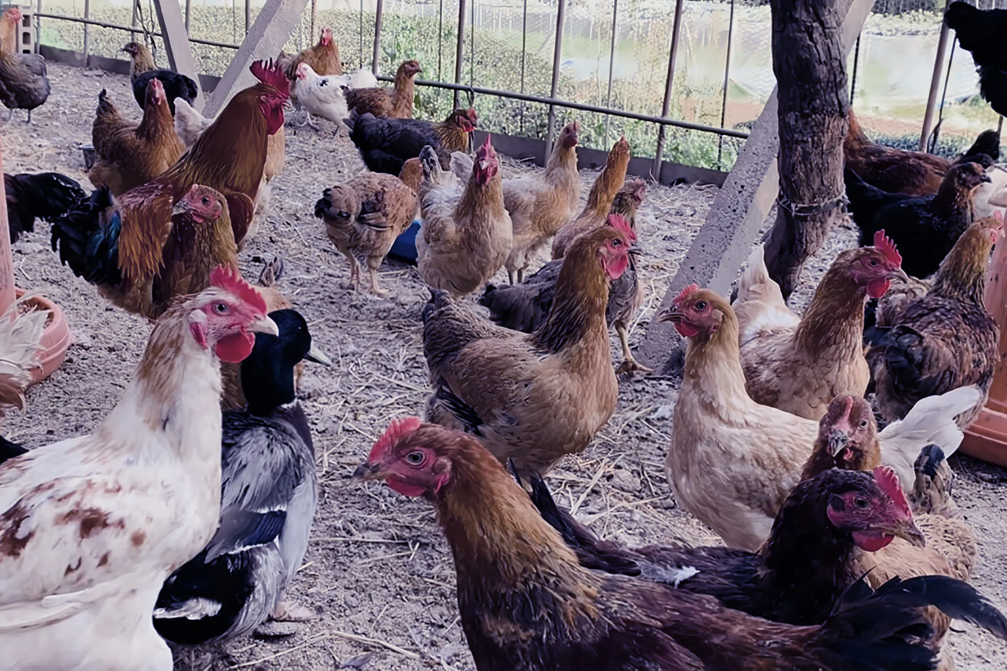 うきはリバーワイルド