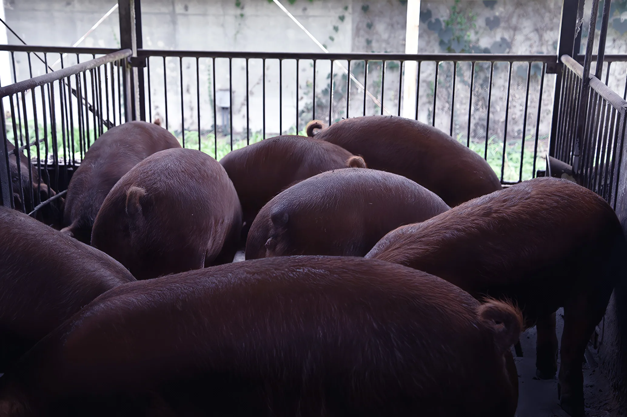 八女ちっごファーマー